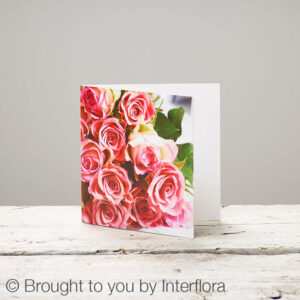 Pink Rose Greetings Card
