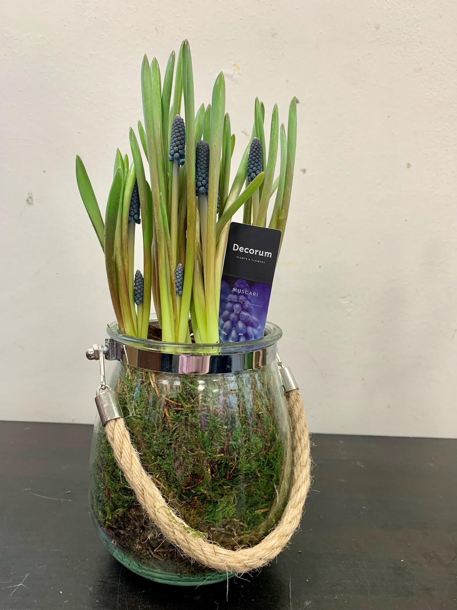 Assorted Glass Bulb Planter